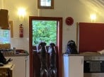 dogs at the door dogs at the door